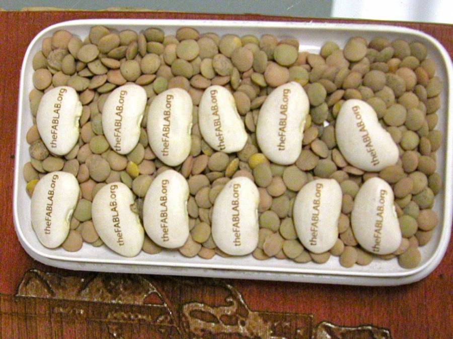 lima_beans_on_lentil_jig.jpg